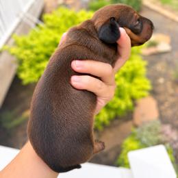 AKC red female - Red female Dachshund puppy in Indian Trail, North Carolina from Hilda’s Teenie Weenies