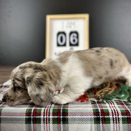 Dachshund Puppies from Queen of Weens Dachshunds