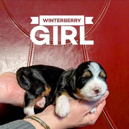 Winterberry - Tri-color female Bernedoodle puppy in Cambridge, Minnesota from Country Meadow Doodles