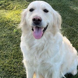 Khloe - Golden Retriever