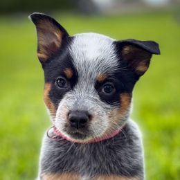 Pink Girl 3 - Blue female Australian Cattle Dog puppy in Blackfoot, Idaho from Circle C Australian Cattle Dogs