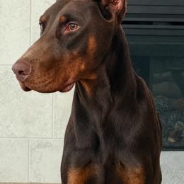 Webbs Vhagar - Doberman Pinscher