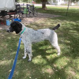 Roo - Poodle