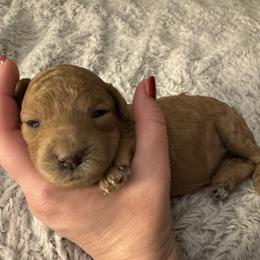 Sugar - Phantom female Poodle puppy in Canfield, Ohio from Poo's Doo's & Inu's