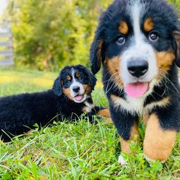 Bernese Mountain Dog Puppies from Rooted Branch Farm