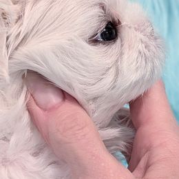 Maltese Puppies from Bratpackbabydolls