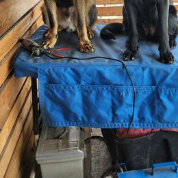 German Shepherd Puppies from Vom Cosabar