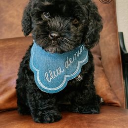 Blue Slush - Black male Australian Labradoodle puppy in Valley Springs, California from Blue Denim Doodles