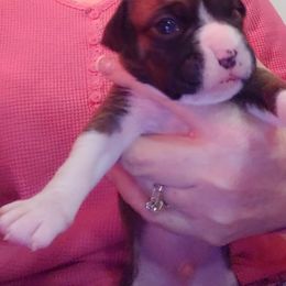 Boxer Puppies from CinniBon Boxers (Kennel)