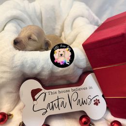 Winnie The Pooh - Cream male Dachshund puppy in Dothan, Alabama from Little House Pups