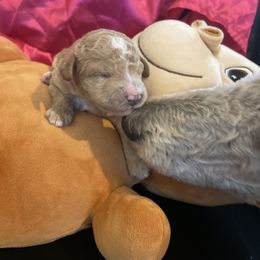 Girl 1 - Apricot Poodle puppy in Pensacola, Florida from Frida Farms