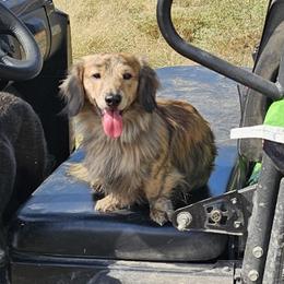Wesson - Dachshund