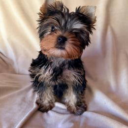 Rowdy Joe - Black and tan male Yorkshire Terrier puppy in Pendleton, Oregon from Eastern Oregon Yorkshire Terriers