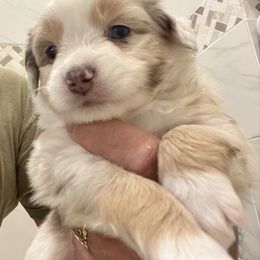 Sara - Red merle female Miniature Australian Shepherd puppy in Taylor, Arizona from Holy Ghost Ranch, Inc