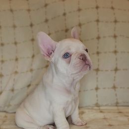 French Bulldog Puppies from HOI Frenchies