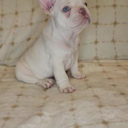 French Bulldog Puppies from HOI Frenchies