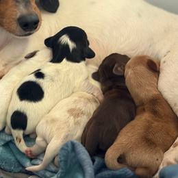 Dachshund Puppies from 208 Dox Dynasty