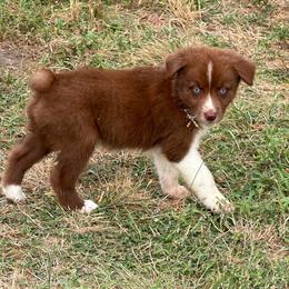 Eloise (RBF 2) - Red & white female Australian Shepherd puppy in Hubbard, Texas from Poston Paddock Aussies LLC