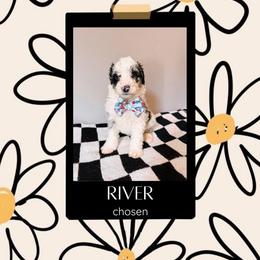 River Orange Collar - Merle male Sheepadoodle puppy in Republic, Missouri from DOOD & Co