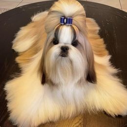 Cruiser - Shih Tzu