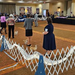 Chihuahua Puppies from Country Charm Chihuahuas