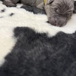 German Shepherd Puppies from Legacy K9’s