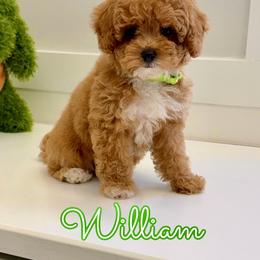 William - Red male Cavapoo puppy in Buford, Georgia from Petite Posh Puppies