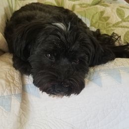 Louisa - Havanese