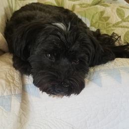 Louisa - Havanese