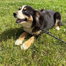 Luna - Australian Shepherd
