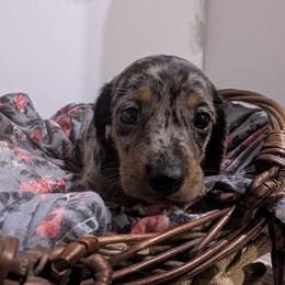 Pepper - Dapple female Dachshund puppy in Lyles, Tennessee from Knox Ridge Dachshunds