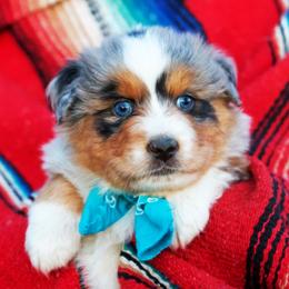 Nutter Butter - Blue merle male Australian Shepherd puppy in Paola, Kansas from Tiz Ranch