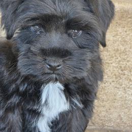 Teddy - Black male Miniature Schnauzer puppy in Paradise, Utah from Highbornschnauzers