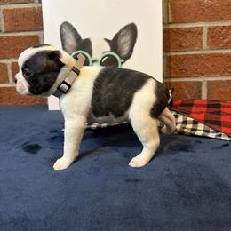 Boy 1 - Black brindle and white male Boston Terrier puppy in Conyers, Georgia from Dixe Hill Dogs