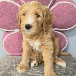 PEACH - Apricot female Goldendoodle puppy in Sugar Land, Texas from Sugar Doodles