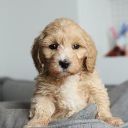 Orange - Cream male Australian Labradoodle puppy in Williamstown, New York from Lewis Manor Labradoodles