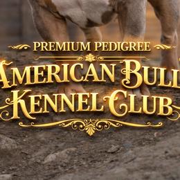 American Bullies from Byrnes Royal Bullyz