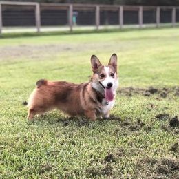 American Corgi and Pembroke Welsh Corgi Puppies from Corgi Daze