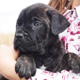 Girl 1 - Black brindle female Cane Corso puppy in Emmett, Idaho from NorthWood’s Cane Corso