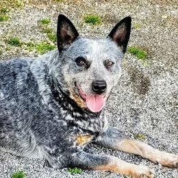Precious - Australian Cattle Dog