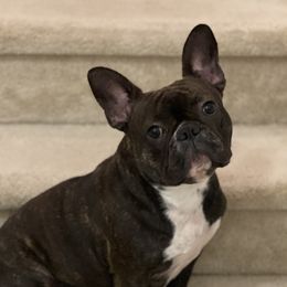 Coco - French Bulldog
