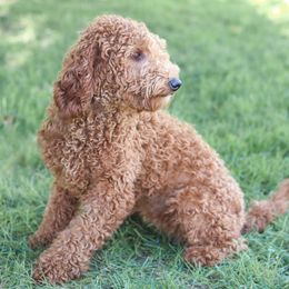 Emmy - Goldendoodle