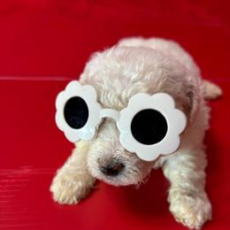 Rose - Green Collar - White female Bichon Frise puppy in 63101 (St. Louis Metro Area), Missouri from BichonSTL