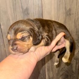 Frodo - Black and tan male Beagle puppy in Viper, Kentucky from Mountain Top