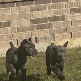 Boy 1 - Gray brindle male Cane Corso puppy in Pearland, Texas from Lonestar Corso Kennels