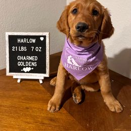 Golden Retriever Puppies from Charmed Golden Retrievers