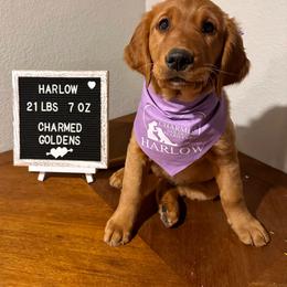 Golden Retriever Puppies from Charmed Golden Retrievers