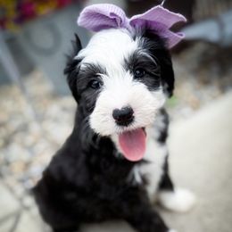 Lucky - Black and white female Sheepadoodle puppy in Marion, Ohio from Doodles & Doxies