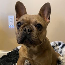 Gizmo - French Bulldog
