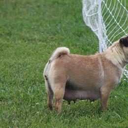 Jill - Pug